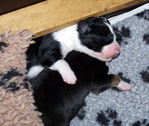 Devon und Dwayne kuscheln
