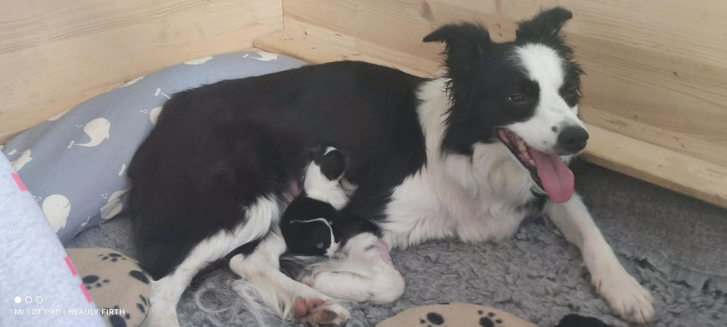 2-lebenstag-h-wurf-glen-und-das-puppy