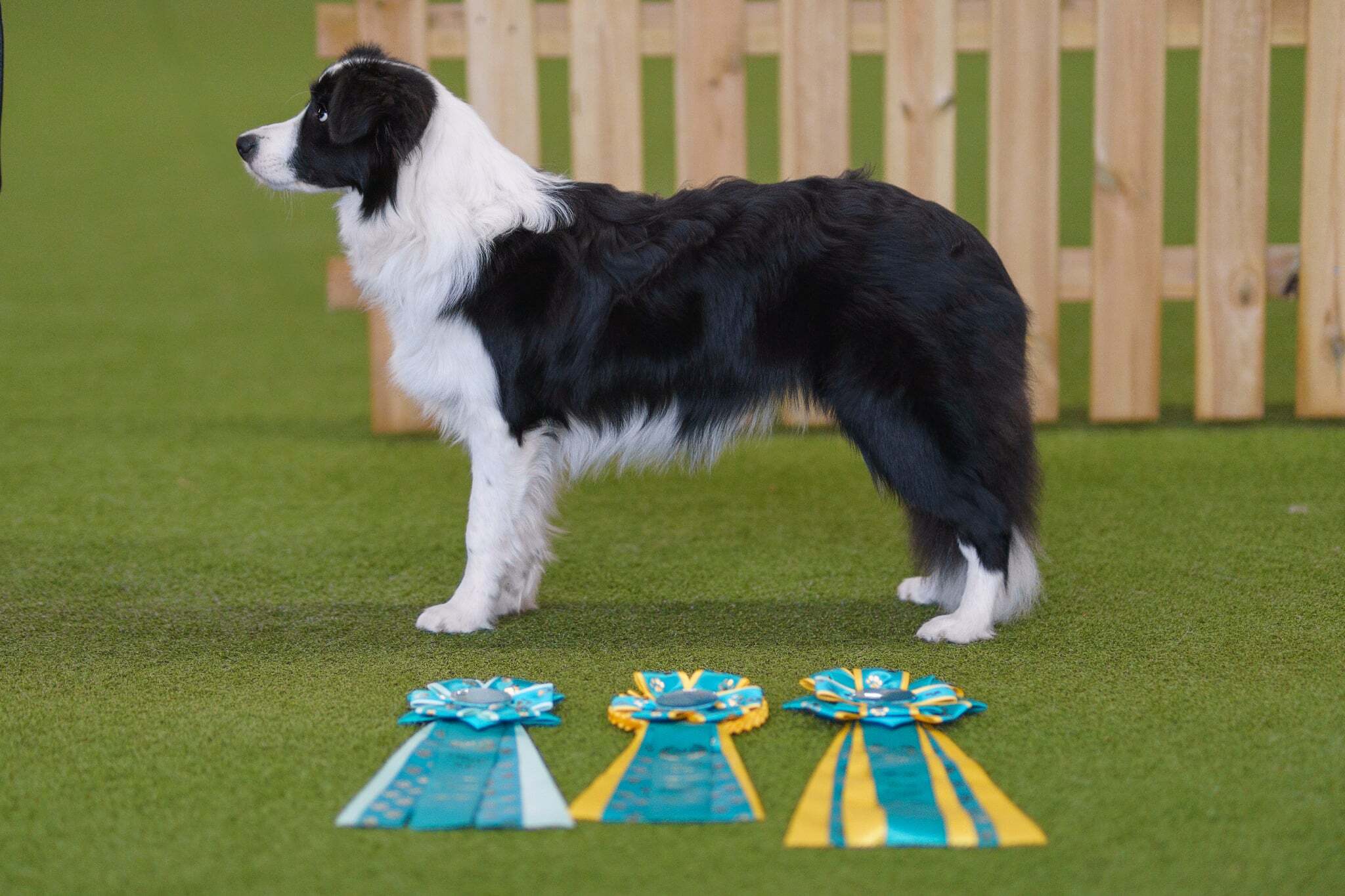 CAC Schleswig Holstein 2025, 7 Monate alt