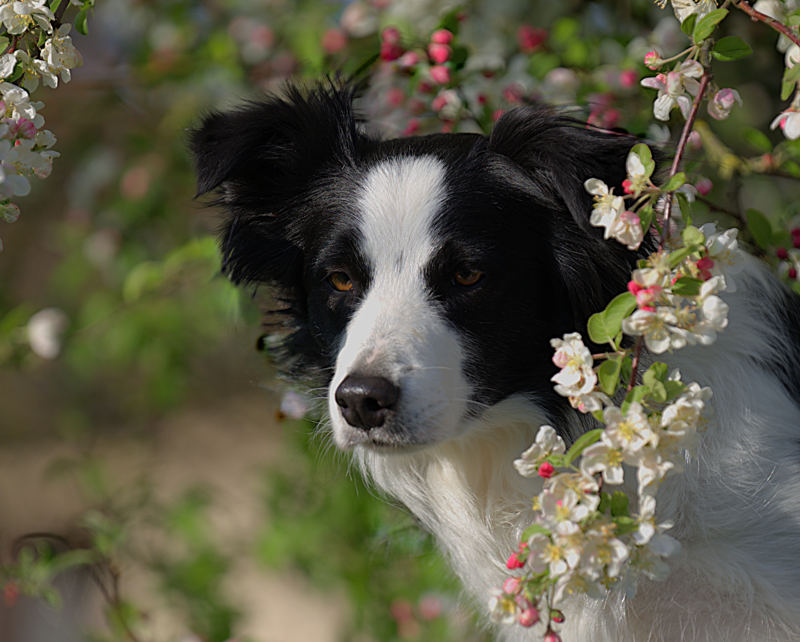 cherry-blossom-1-2