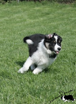 8,5 Wochen beim Spielen mit Cooper und Tammy-Lou