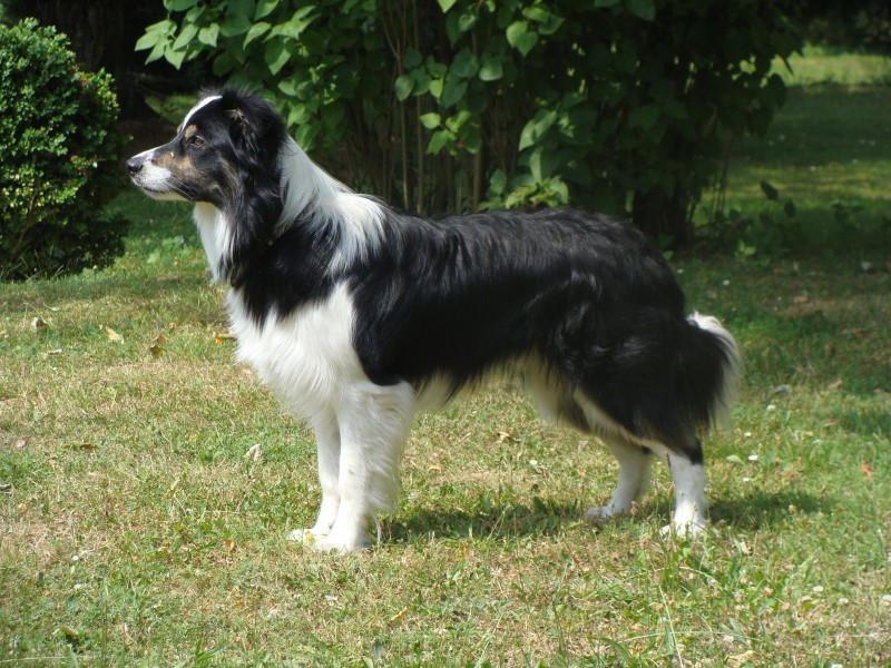 Devon im Stand Juli 2010