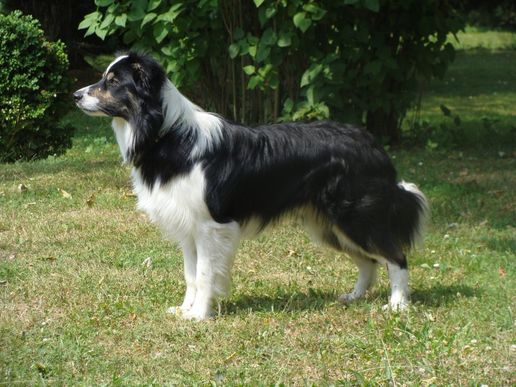 Devon im Stand Juli 2010