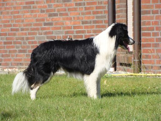 Devon im Stand Juni 2010