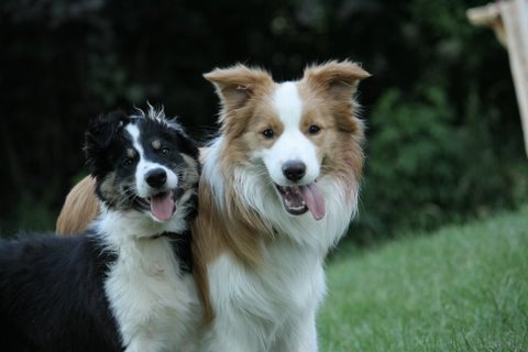 Devon und Kumpel Cooper