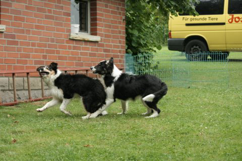 Devon und Schwester Heavy im Juli 2009 neim Toben