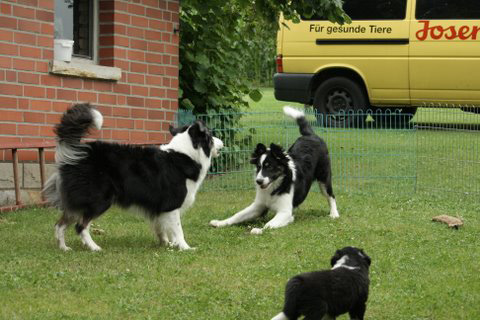Devon und Tante Easy beim Toben im Juli 2009