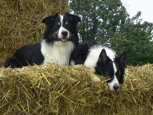 Herbst 2010 - Devon und Herr Momo