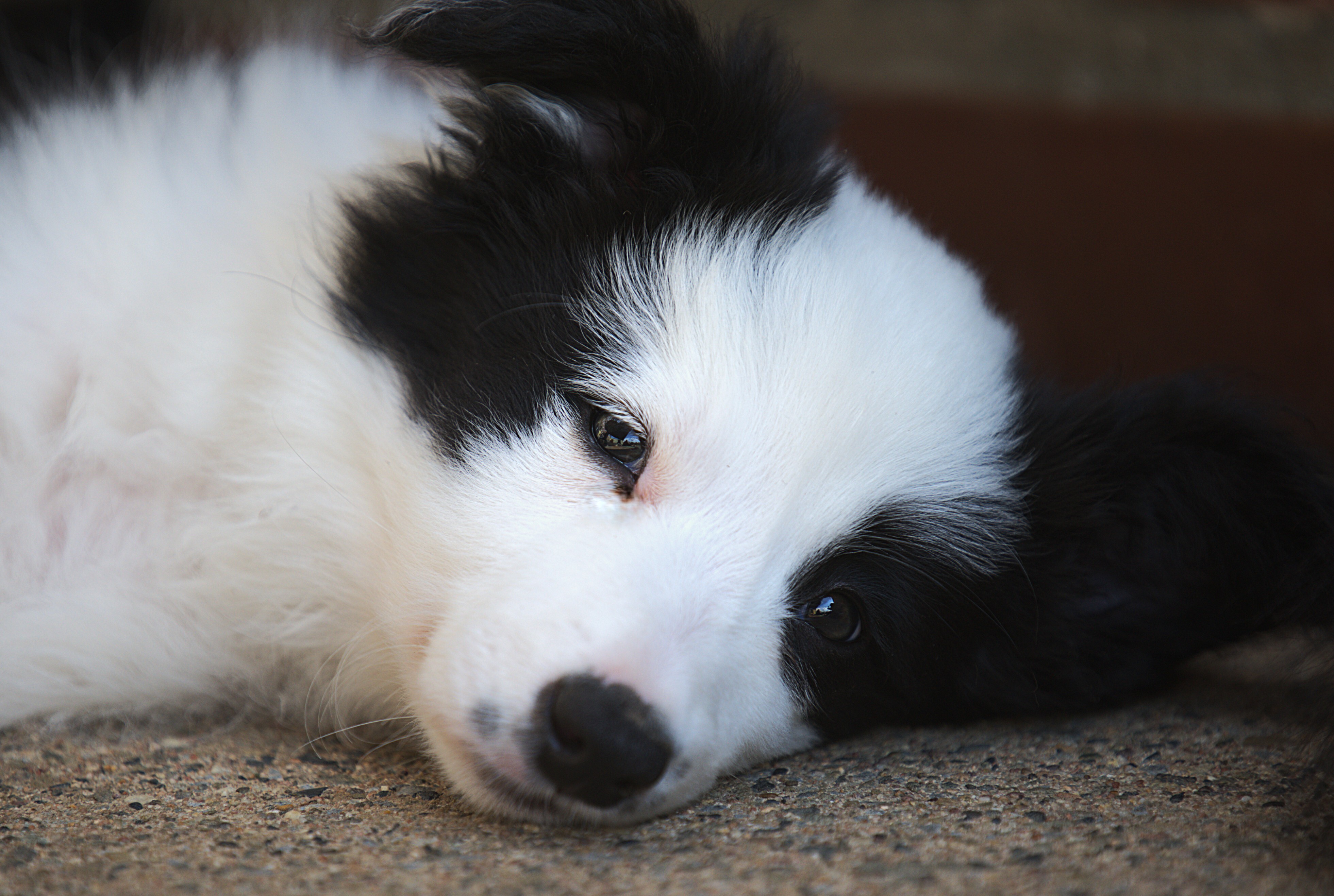 Lucy
