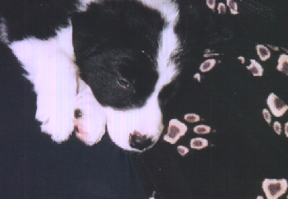Momo ca. 7 Wochen alt