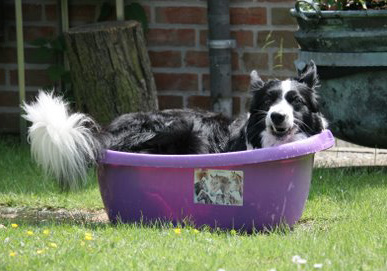 Momo im Juli 2009 beim Abkühlen