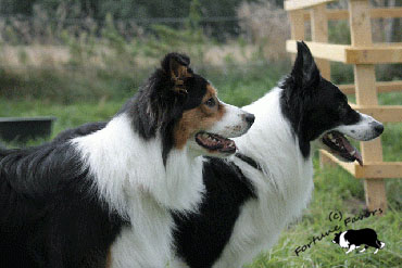 Momo und Talua im März 2009  beim Schafe glotzen