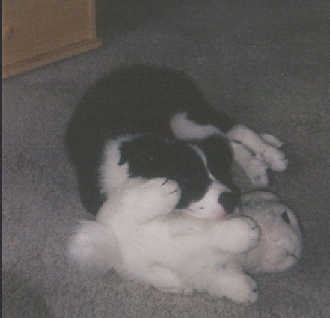 Momo und sein bester Freund das Hasi
