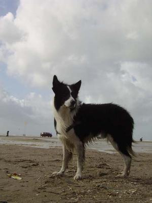 Momo am Strand von Römö im September 2006