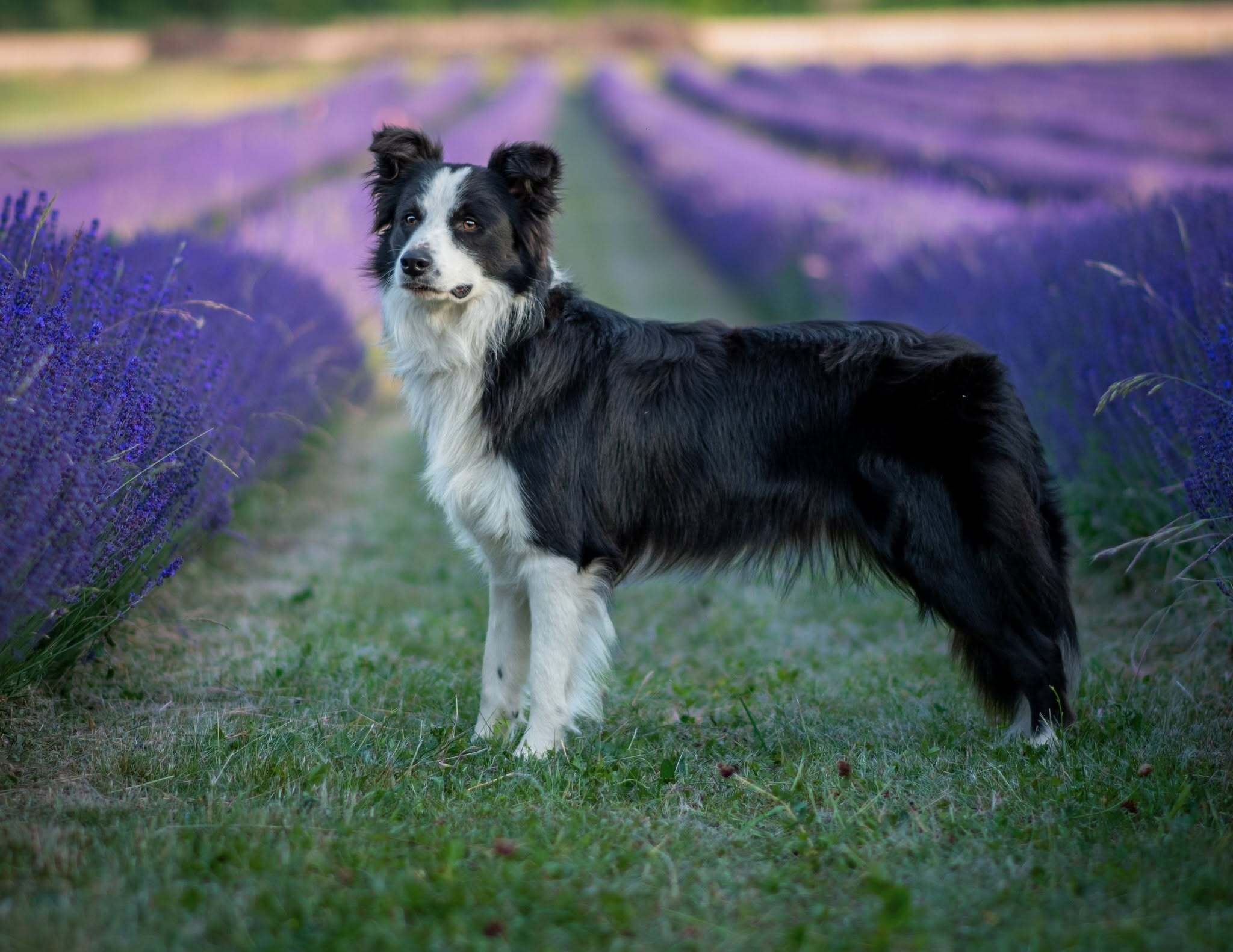 pascow-06-2026