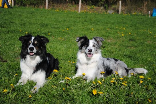 Devon (links) und Halbschwester Tilli alias Amidala from Clan Glaistig (rechts)